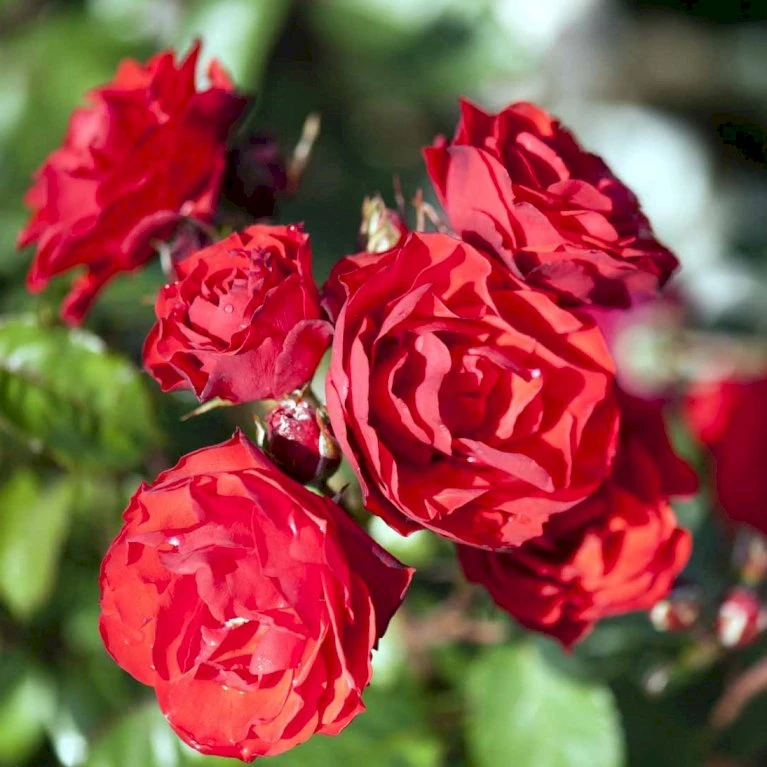 'Allotria'® Rosa X 'Allotria'® (Buketrose) A-Kvalitet,- Barrods Roser Min. 3 Grene 6 'Allotria'® Rosa X 'Allotria'® (Buketrose) A-Kvalitet,- Barrods Roser Min. 3 Grene - Billede 4