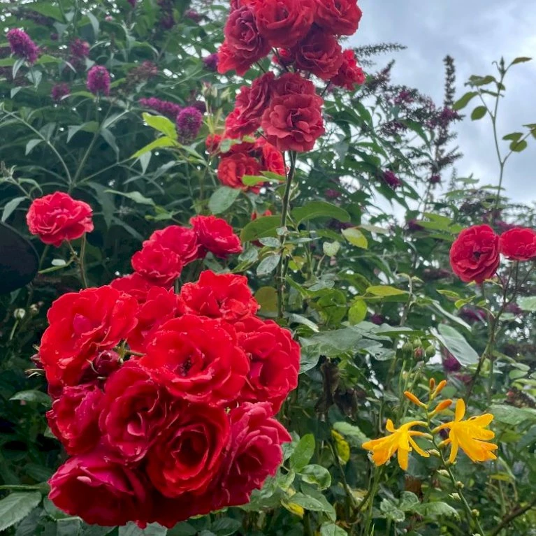 'Allotria'® Rosa X 'Allotria'® (Buketrose) A-Kvalitet,- Barrods Roser Min. 3 Grene 7 'Allotria'® Rosa X 'Allotria'® (Buketrose) A-Kvalitet,- Barrods Roser Min. 3 Grene - Billede 5