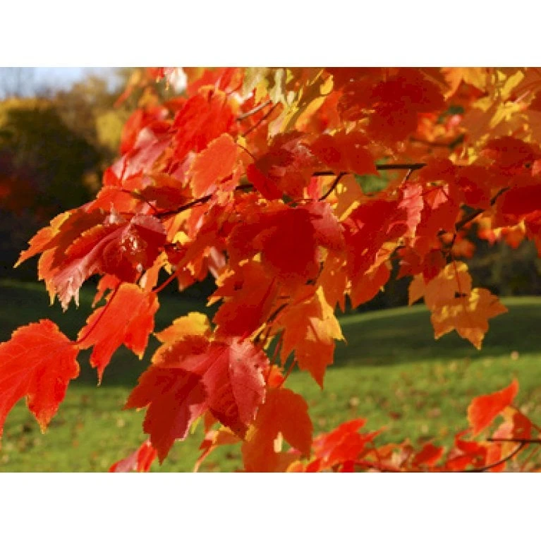 Spidsløn Acer Platanoides Flerstammet,- 150-175 Cm. Med Trådklump 3 Spidsløn Acer Platanoides Flerstammet,- 150-175 Cm. Med Trådklump