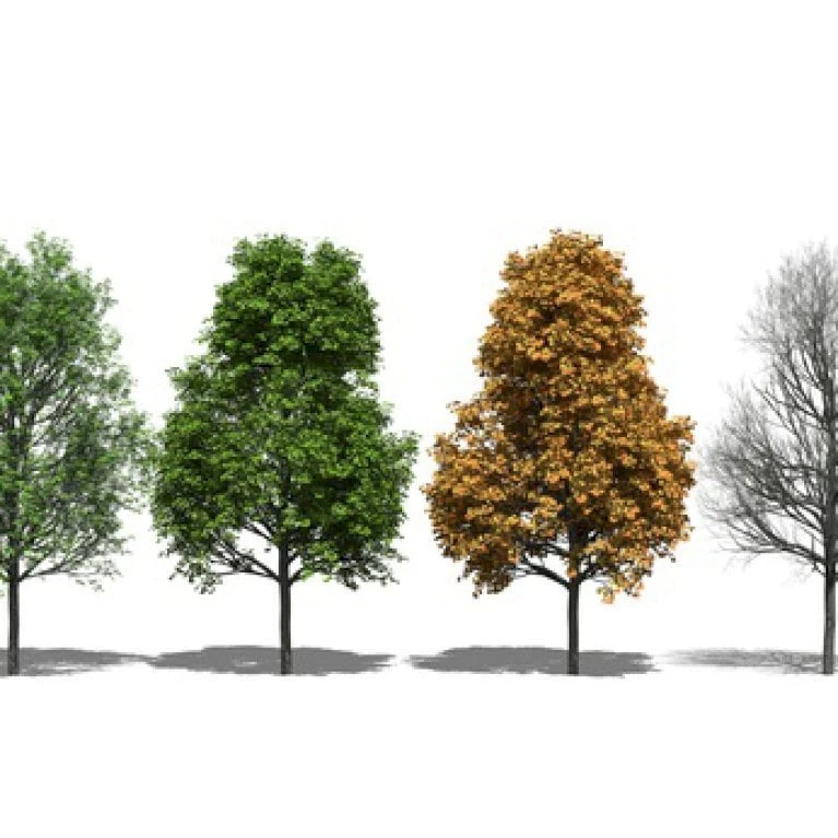 Spidsløn Acer Platanoides Flerstammet,- 150-175 Cm. Med Trådklump 5 Spidsløn Acer Platanoides Flerstammet,- 150-175 Cm. Med Trådklump - Billede 3