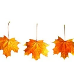 Spidsløn Acer Platanoides Flerstammet,- 150-175 Cm. Med Trådklump 12 Spidsløn Acer Platanoides Flerstammet,- 150-175 Cm. Med Trådklump -Osmoz Naturens Butik p25 8144 acer platanoides a2a0