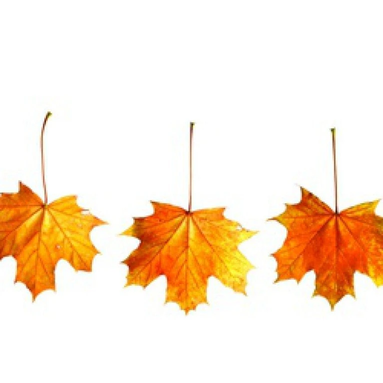 Spidsløn Acer Platanoides Flerstammet,- 150-175 Cm. Med Trådklump 6 Spidsløn Acer Platanoides Flerstammet,- 150-175 Cm. Med Trådklump - Billede 4