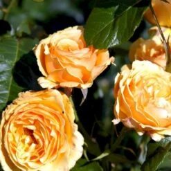 'Amber Queen' Rosa X 'Amber Queen' (Buketrose) A-Kvalitet,- Barrods Roser Min. 3 Grene -Osmoz Naturens Butik p260 51419 rosa x amber queen buketrose 6a07