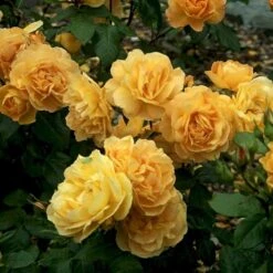 'Amber Queen' Rosa X 'Amber Queen' (Buketrose) A-Kvalitet,- Barrods Roser Min. 3 Grene -Osmoz Naturens Butik p260 51420 rosa x amber queen buketrose 2b0f