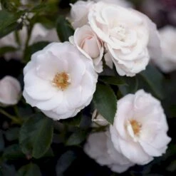 'Aspirin® Rose' Rosa X 'Aspirin® Rose' (Buketrose) A-Kvalitet,- Barrods Roser Min. 3 Grene -Osmoz Naturens Butik p261 51425 rosa x aspirin rose buketrose 83e6