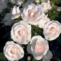 'Aspirin® Rose' Rosa X 'Aspirin® Rose' (Buketrose) A-Kvalitet,- Barrods Roser Min. 3 Grene -Osmoz Naturens Butik p261 53960 rosa x aspirin rose buketrose 5fc9