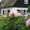 'Astrid Lindgren'™ Rosa X 'Astrid Lindgren'™ (Buketrose) A-Kvalitet,- Barrods Roser Min. 3 Grene -Osmoz Naturens Butik p262 51426 rosa x astrid lindgren buketrose 670f