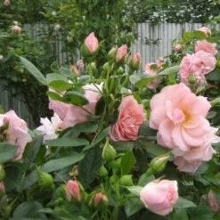 'Astrid Lindgren'™ Rosa X 'Astrid Lindgren'™ (Buketrose) A-Kvalitet,- Barrods Roser Min. 3 Grene -Osmoz Naturens Butik p262 51427 rosa x astrid lindgren buketrose 3b1e