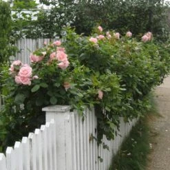 'Astrid Lindgren'™ Rosa X 'Astrid Lindgren'™ (Buketrose) A-Kvalitet,- Barrods Roser Min. 3 Grene -Osmoz Naturens Butik p262 51428 rosa x astrid lindgren buketrose 0d77