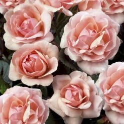 'Astrid Lindgren'™ Rosa X 'Astrid Lindgren'™ (Buketrose) A-Kvalitet,- Barrods Roser Min. 3 Grene -Osmoz Naturens Butik p262 51429 rosa x astrid lindgren buketrose a202