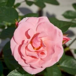 'Astrid Lindgren'™ Rosa X 'Astrid Lindgren'™ (Buketrose) A-Kvalitet,- Barrods Roser Min. 3 Grene -Osmoz Naturens Butik p262 51430 rosa x astrid lindgren buketrose ac1a
