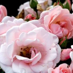 'Astrid Lindgren'™ Rosa X 'Astrid Lindgren'™ (Buketrose) A-Kvalitet,- Barrods Roser Min. 3 Grene -Osmoz Naturens Butik p262 51431 rosa x astrid lindgren buketrose fc7b