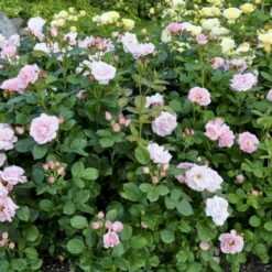 'Astrid Lindgren'™ Rosa X 'Astrid Lindgren'™ (Buketrose) A-Kvalitet,- Barrods Roser Min. 3 Grene -Osmoz Naturens Butik p262 51432 rosa x astrid lindgren buketrose b2a7