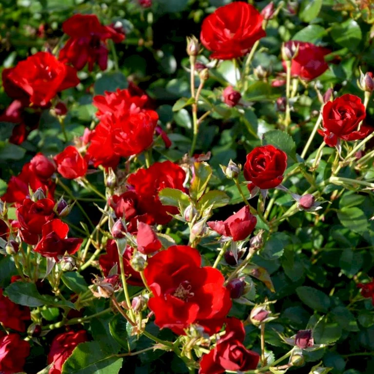 'Austriana'® Rosa X 'Austriana'® (Bunddækkerose) A-Kvalitet,- Barrods Roser Min. 3 Grene 3 'Austriana'® Rosa X 'Austriana'® (Bunddækkerose) A-Kvalitet,- Barrods Roser Min. 3 Grene