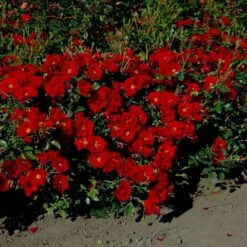 'Austriana'® Rosa X 'Austriana'® (Bunddækkerose) A-Kvalitet,- Barrods Roser Min. 3 Grene 11 'Austriana'® Rosa X 'Austriana'® (Bunddækkerose) A-Kvalitet,- Barrods Roser Min. 3 Grene -Osmoz Naturens Butik p264 53962 rosa x austriana bunddaekkerose 55bd