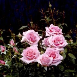 'Bangsbo'™ Rosa X 'Bangsbo'™ (Buketrose) A-Kvalitet,- Barrods Roser Min. 3 Grene -Osmoz Naturens Butik p265 51755 rosa x bangsbo buketrose d9bc