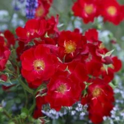 'Bassino'® Rosa X 'Bassino'® (Bunddækkerose) A-Kvalitet,- Barrods Roser Min. 3 Grene -Osmoz Naturens Butik p266 53546 rosa x bassino bunddaekkerose e07f