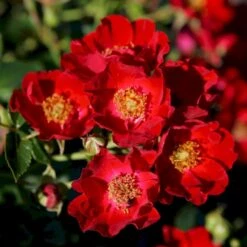 'Bassino'® Rosa X 'Bassino'® (Bunddækkerose) A-Kvalitet,- Barrods Roser Min. 3 Grene -Osmoz Naturens Butik p266 53547 rosa x bassino bunddaekkerose 71c6