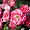 'Bella Rosa'® Rosa X 'Bella Rosa'® (Buketrose) A-Kvalitet,- Barrods Roser Min. 3 Grene -Osmoz Naturens Butik p267 51438 rosa x bella rosa buketrose fa52