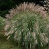 Kinesisk Græs Miscanthus Sinensis 'Hermann Müssel' 3,0 Liter Potte -Osmoz Naturens Butik p26890 36694 miscanthus sinensis hermann muessel 968c
