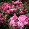 'Berleburg'™ Rosa X 'Berleburg'™ (Buketrose) A-Kvalitet,- Barrods Roser Min. 3 Grene -Osmoz Naturens Butik p268 51757 rosa x berleburg buketrose 186a