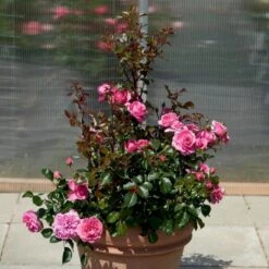 'Berleburg'™ Rosa X 'Berleburg'™ (Buketrose) A-Kvalitet,- Barrods Roser Min. 3 Grene -Osmoz Naturens Butik p268 51758 rosa x berleburg buketrose 55ce