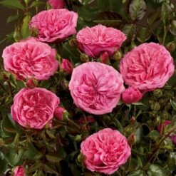 'Berleburg'™ Rosa X 'Berleburg'™ (Buketrose) A-Kvalitet,- Barrods Roser Min. 3 Grene -Osmoz Naturens Butik p268 51760 rosa x berleburg buketrose 11c6