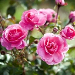 'Berleburg'™ Rosa X 'Berleburg'™ (Buketrose) A-Kvalitet,- Barrods Roser Min. 3 Grene -Osmoz Naturens Butik p268 51761 rosa x berleburg buketrose 892e