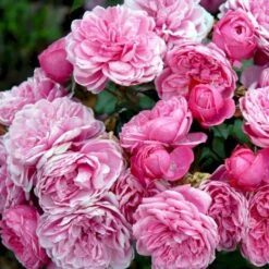 'Berleburg'™ Rosa X 'Berleburg'™ (Buketrose) A-Kvalitet,- Barrods Roser Min. 3 Grene -Osmoz Naturens Butik p268 51762 rosa x berleburg buketrose 6c13