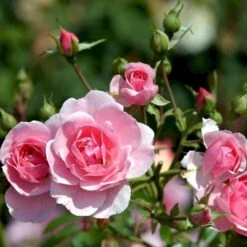 'Bonica 82' Rosa X 'Bonica 82' A-Kvalitet,- Barrods Roser Min. 3 Grene -Osmoz Naturens Butik p271 51447 rosa x bonica 82 a3c1