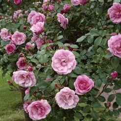 'Bonica 82' Rosa X 'Bonica 82' A-Kvalitet,- Barrods Roser Min. 3 Grene -Osmoz Naturens Butik p271 51448 rosa x bonica 82 9df7