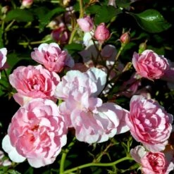 'Bonica 82' Rosa X 'Bonica 82' A-Kvalitet,- Barrods Roser Min. 3 Grene -Osmoz Naturens Butik p271 51450 rosa x bonica 82 a630