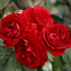 'Christian IV'® Rosa X 'Christian IV'® (Buketrose) A-Kvalitet,- Barrods Roser Min. 3 Grene -Osmoz Naturens Butik p272 53555 rosa x christian iv buketrose c9e9