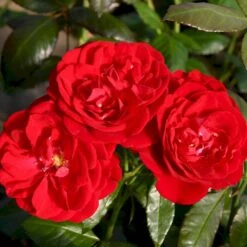 'Christian IV'® Rosa X 'Christian IV'® (Buketrose) A-Kvalitet,- Barrods Roser Min. 3 Grene -Osmoz Naturens Butik p272 53556 rosa x christian iv buketrose a80f