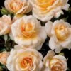 'Crystal™ Palace'® Rosa X 'Crystal™ Palace'® (Palacerose) A-Kvalitet,- Barrods Roser Min. 3 Grene -Osmoz Naturens Butik p274 51884 rosa x crystal palace palacerose a123