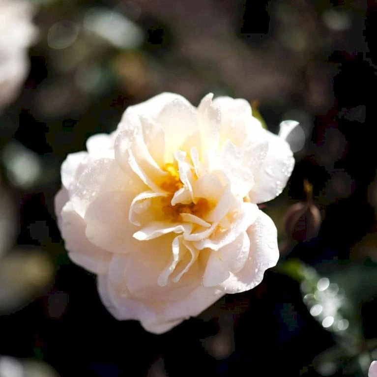 'Crystal™ Palace'® Rosa X 'Crystal™ Palace'® (Palacerose) A-Kvalitet,- Barrods Roser Min. 3 Grene 8 'Crystal™ Palace'® Rosa X 'Crystal™ Palace'® (Palacerose) A-Kvalitet,- Barrods Roser Min. 3 Grene - Billede 6