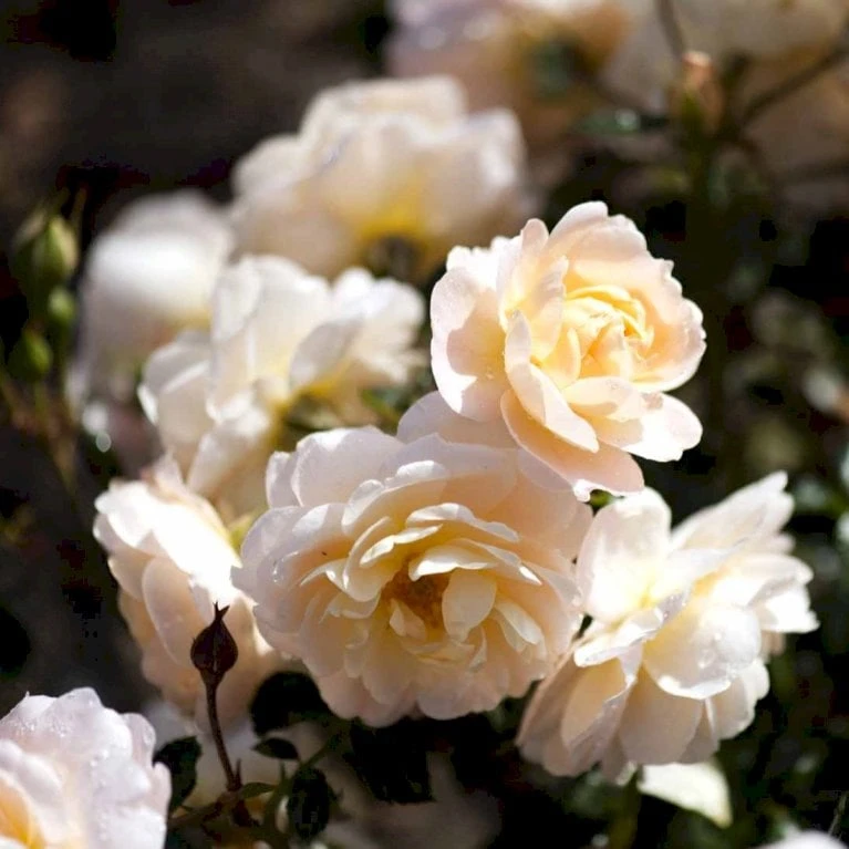 'Crystal™ Palace'® Rosa X 'Crystal™ Palace'® (Palacerose) A-Kvalitet,- Barrods Roser Min. 3 Grene 9 'Crystal™ Palace'® Rosa X 'Crystal™ Palace'® (Palacerose) A-Kvalitet,- Barrods Roser Min. 3 Grene - Billede 7