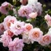 'Dronning Margrethe'™ Rosa X 'Dronning Margrethe'™ (Palacerose) A-Kvalitet,- Barrods Roser Min. 3 Grene 1 'Dronning Margrethe'™ Rosa X 'Dronning Margrethe'™ (Palacerose) A-Kvalitet,- Barrods Roser Min. 3 Grene -Osmoz Naturens Butik p277 51891 rosa x dronning margrethe palacerose 1ea3