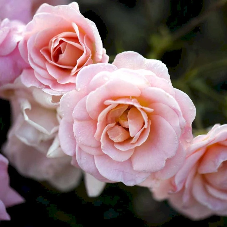 'Dronning Margrethe'™ Rosa X 'Dronning Margrethe'™ (Palacerose) A-Kvalitet,- Barrods Roser Min. 3 Grene 5 'Dronning Margrethe'™ Rosa X 'Dronning Margrethe'™ (Palacerose) A-Kvalitet,- Barrods Roser Min. 3 Grene - Billede 3