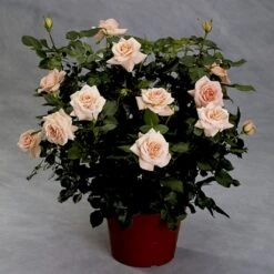 'Dronning Margrethe'™ Rosa X 'Dronning Margrethe'™ (Palacerose) A-Kvalitet,- Barrods Roser Min. 3 Grene 14 'Dronning Margrethe'™ Rosa X 'Dronning Margrethe'™ (Palacerose) A-Kvalitet,- Barrods Roser Min. 3 Grene -Osmoz Naturens Butik p277 51893 rosa x dronning margrethe palacerose a24d