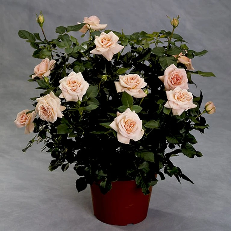'Dronning Margrethe'™ Rosa X 'Dronning Margrethe'™ (Palacerose) A-Kvalitet,- Barrods Roser Min. 3 Grene 6 'Dronning Margrethe'™ Rosa X 'Dronning Margrethe'™ (Palacerose) A-Kvalitet,- Barrods Roser Min. 3 Grene - Billede 4
