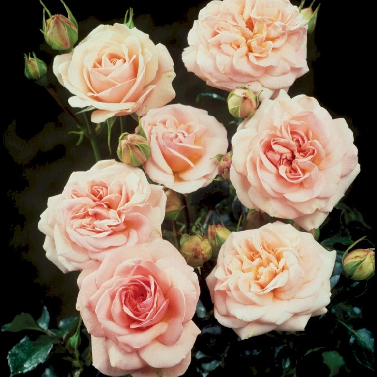 'Dronning Margrethe'™ Rosa X 'Dronning Margrethe'™ (Palacerose) A-Kvalitet,- Barrods Roser Min. 3 Grene 7 'Dronning Margrethe'™ Rosa X 'Dronning Margrethe'™ (Palacerose) A-Kvalitet,- Barrods Roser Min. 3 Grene - Billede 5