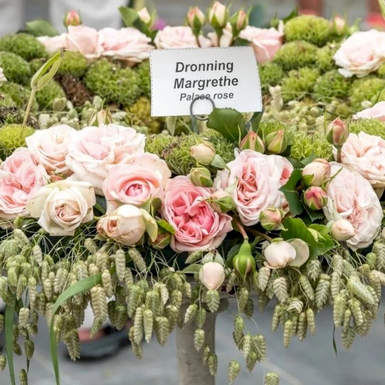 'Dronning Margrethe'™ Rosa X 'Dronning Margrethe'™ (Palacerose) A-Kvalitet,- Barrods Roser Min. 3 Grene 8 'Dronning Margrethe'™ Rosa X 'Dronning Margrethe'™ (Palacerose) A-Kvalitet,- Barrods Roser Min. 3 Grene - Billede 6