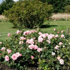'Egeskov'™ Rosa X 'Egeskov'™ (Slotsrose) A-Kvalitet,- Barrods Roser Min. 3 Grene