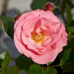 'Egeskov'™ Rosa X 'Egeskov'™ (Slotsrose) A-Kvalitet,- Barrods Roser Min. 3 Grene -Osmoz Naturens Butik p278 51775 rosa x egeskov slotsrose 678f