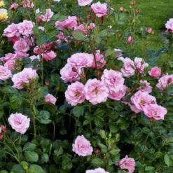 'Egeskov'™ Rosa X 'Egeskov'™ (Slotsrose) A-Kvalitet,- Barrods Roser Min. 3 Grene -Osmoz Naturens Butik p278 51777 rosa x egeskov slotsrose 4c34