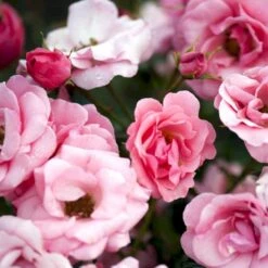 'Egeskov'™ Rosa X 'Egeskov'™ (Slotsrose) A-Kvalitet,- Barrods Roser Min. 3 Grene -Osmoz Naturens Butik p278 51779 rosa x egeskov slotsrose b45b