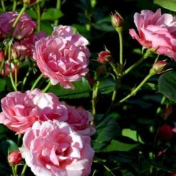 'Egeskov'™ Rosa X 'Egeskov'™ (Slotsrose) A-Kvalitet,- Barrods Roser Min. 3 Grene -Osmoz Naturens Butik p278 51780 rosa x egeskov slotsrose 3ff5