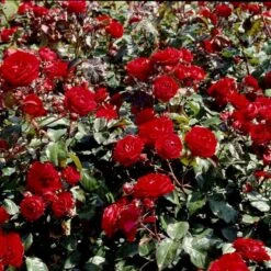 'Europeana' Rosa X 'Europeana' (Buketrose) A-Kvalitet,- Barrods Roser Min. 3 Grene -Osmoz Naturens Butik p279 51470 rosa x europeana buketrose 8656