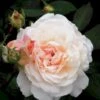 'Gruss An Aachen' Rosa X 'Gruss An Aachen' (Storblomstrende) A-Kvalitet,- Barrods Roser Min. 3 Grene 2 'Gruss An Aachen' Rosa X 'Gruss An Aachen' (Storblomstrende) A-Kvalitet,- Barrods Roser Min. 3 Grene -Osmoz Naturens Butik p2807 51289 rosa x gruss an aachen storblomstrende 95d9